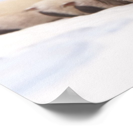 Poster Chiot qui dort rondement (Coin)