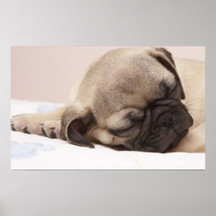 Poster Chiot qui dort rondement