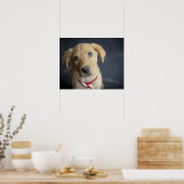 Poster Chiot Red Fox Labrador (Cuisine)