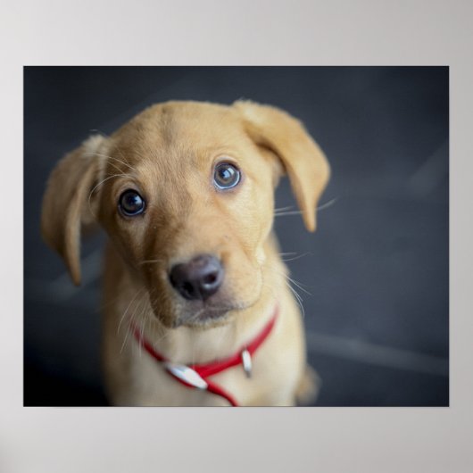 Poster Chiot Red Fox Labrador (Devant)