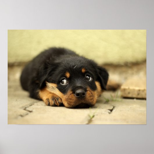 Poster Chiot rottweiler (Devant)
