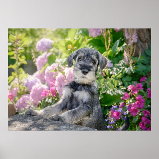 Poster Chiot Schnauzer standard dans un jardin fleuri (Devant)