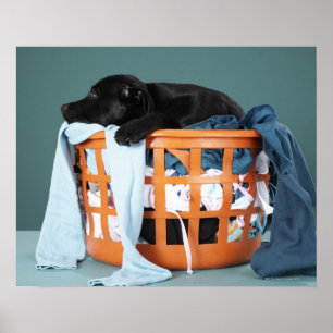 Poster Chiot se situant dans le panier de blanchisserie