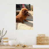 Poster chiot tibétain mastiff (Cuisine)