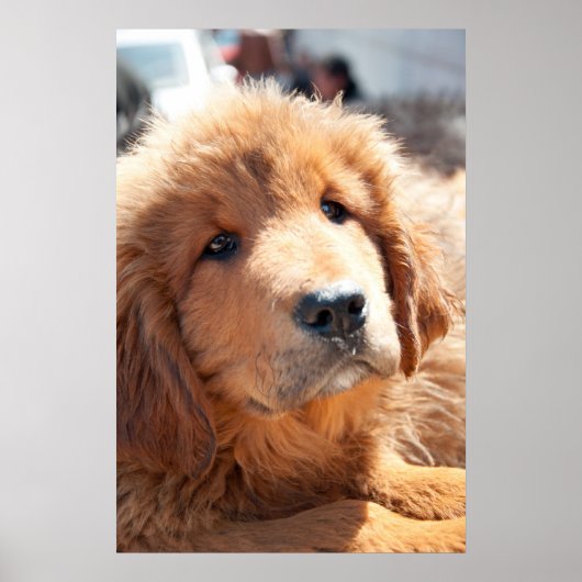 Poster chiot tibétain mastiff (Devant)