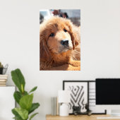 Poster chiot tibétain mastiff (Bureau à domicile)