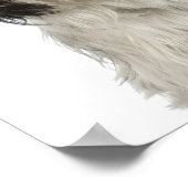 Poster Chiot Tibétain Terrier (Coin)