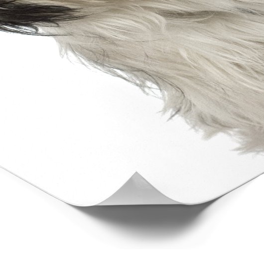 Poster Chiot Tibétain Terrier (Coin)