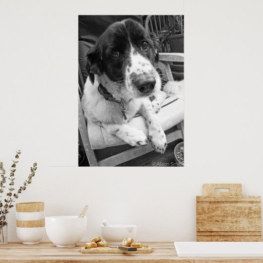 Poster Chiot triste (Cuisine)