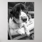 Poster Chiot triste (Devant)