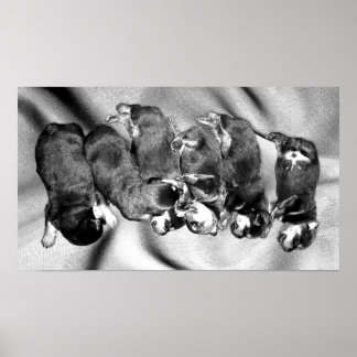 Poster chiots à tête blanche