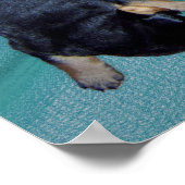 Poster chiots à tête blanche (Coin)