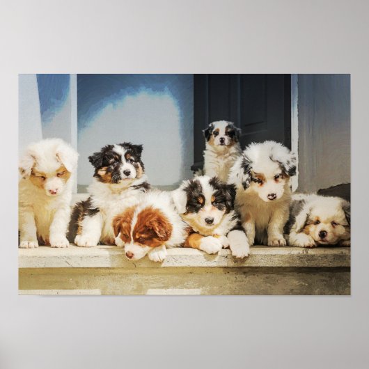 Poster Chiots Adorables (Devant)