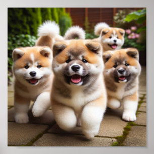 Poster chiots Akita mignons