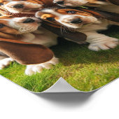 Poster chiots Basset Hound mignons (Coin)