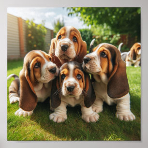 Poster chiots Basset Hound mignons