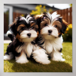 Poster chiots Biewer Terrier mignons
