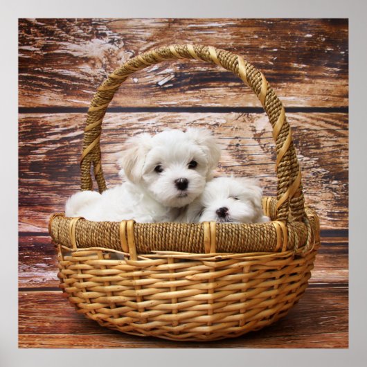 Poster Chiots blancs dans une panier (Devant)