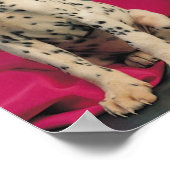 Poster Chiots Dalmatiens (Coin)
