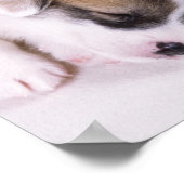 Poster Chiots de corgi dorants (Coin)