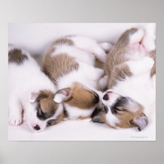 Poster Chiots de corgi dorants (Devant)