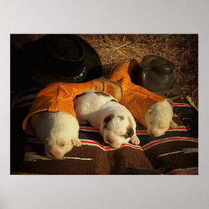Poster Chiots de cowboy fatigués