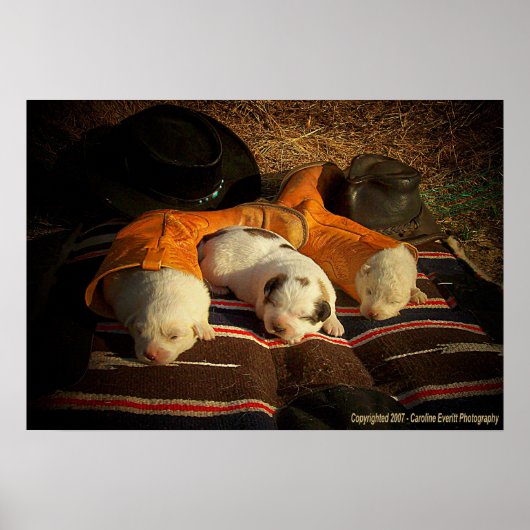 Poster Chiots de cowboy fatigués (Devant)
