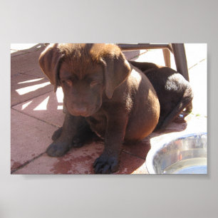Poster Chiots de Labrador de chocolat
