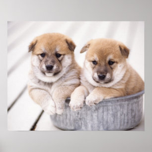 Poster Chiots de Shiba Inu dans le baquet en aluminium