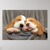 Poster Chiots endormis (Devant)