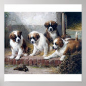 Poster Chiots et tortues Saint Bernard (Devant)