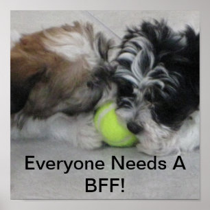 Poster Chiots havanais - Amitié - BFF