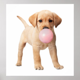 Poster Chiots Labrador Retriever Bubble Gum Enfant De Nou