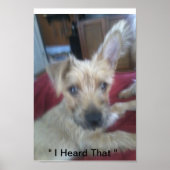 Poster chiots mignons (Devant)