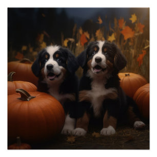 Poster Chiots Montagne Bernoise Automne Délice Citrouille