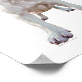Poster Chiots Pitbull Blanc (Coin)