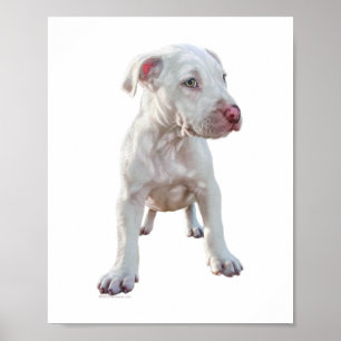 Poster Chiots Pitbull Blanc
