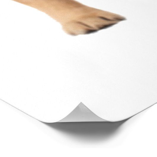 Poster Chiots Retriever du Labrador Bubble Gum Crèche Enf (Coin)