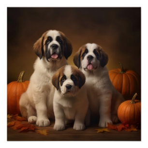 Poster Chiots Saint-Bernard Délice d'Automne Citrouille