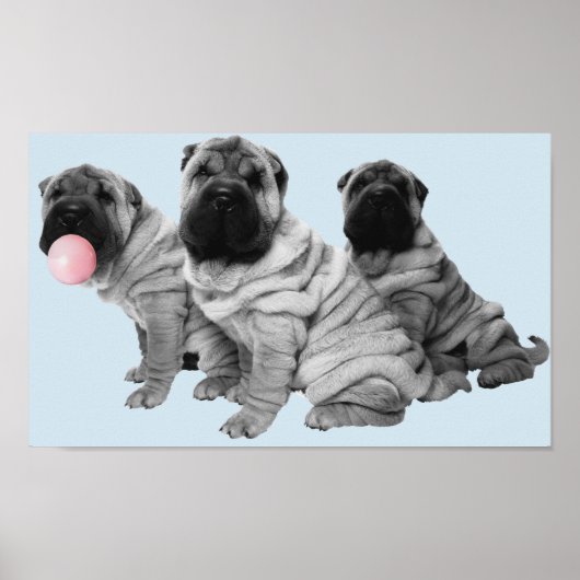 Poster Chiots Shar Pei Noir Blanc Bubble Gum Chien (Devant)