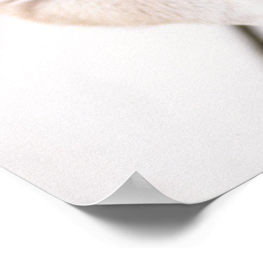 Poster Chiots Shiba Inu dans une baignoire en aluminium (Coin)