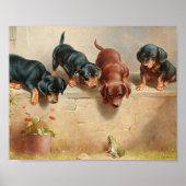 Poster Chiots teckel curieux | Carl Reichert (Devant)