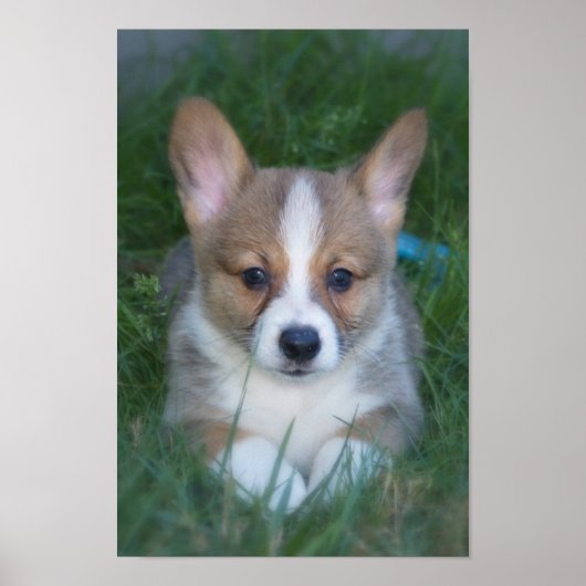 Poster Chip de Corgi (Devant)
