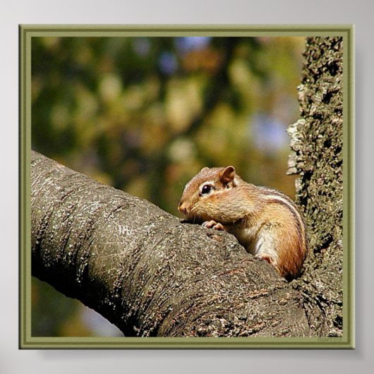 Poster Chip ou Dale ? (Devant)