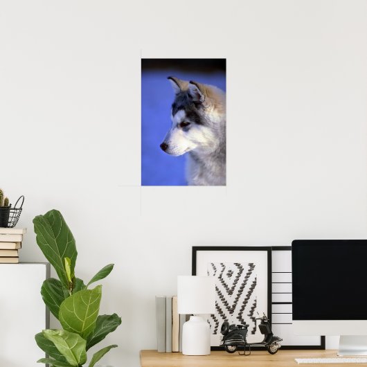 Poster Chip sibérien Husky (Bureau à domicile)