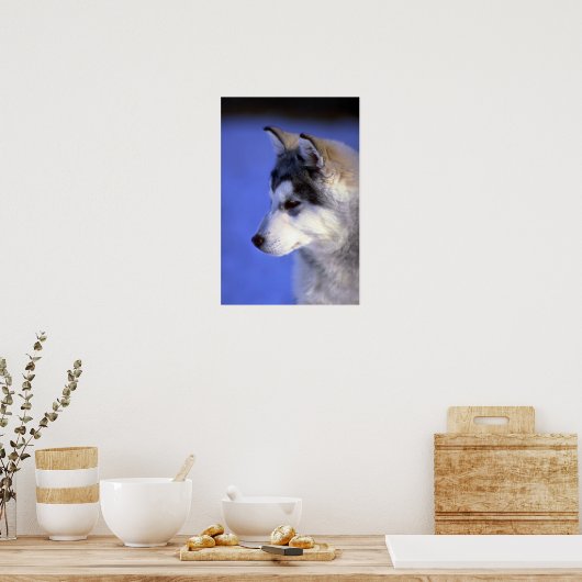 Poster Chip sibérien Husky (Cuisine)