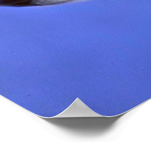 Poster Chip sibérien Husky (Coin)