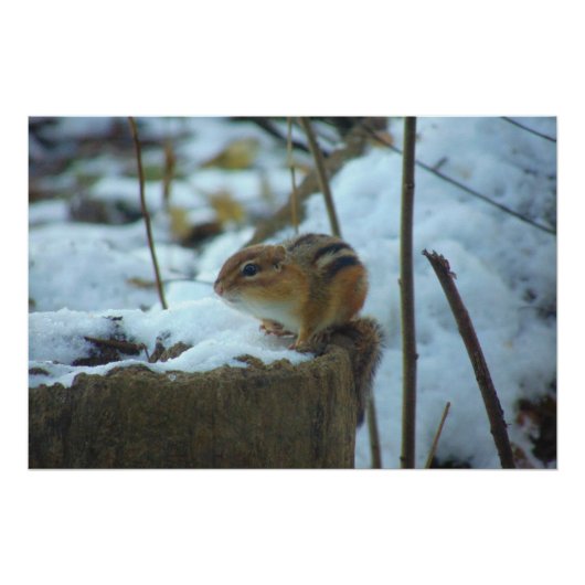 Poster Chipmonk dans la neige (Devant)