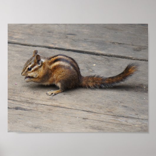 Poster Chipmunk (Devant)