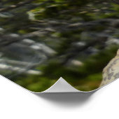 Poster Chipmunk à Two Medicine Lake Overlook (Coin)